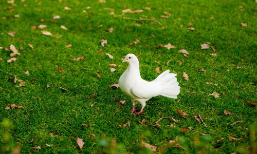 PretParkGids Overig_047